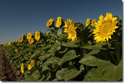sunflowers_valley_2