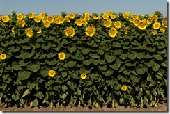 sunflowers_valley
