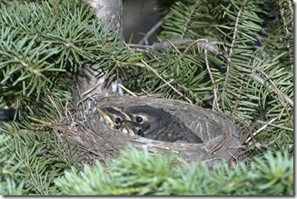 baby robins